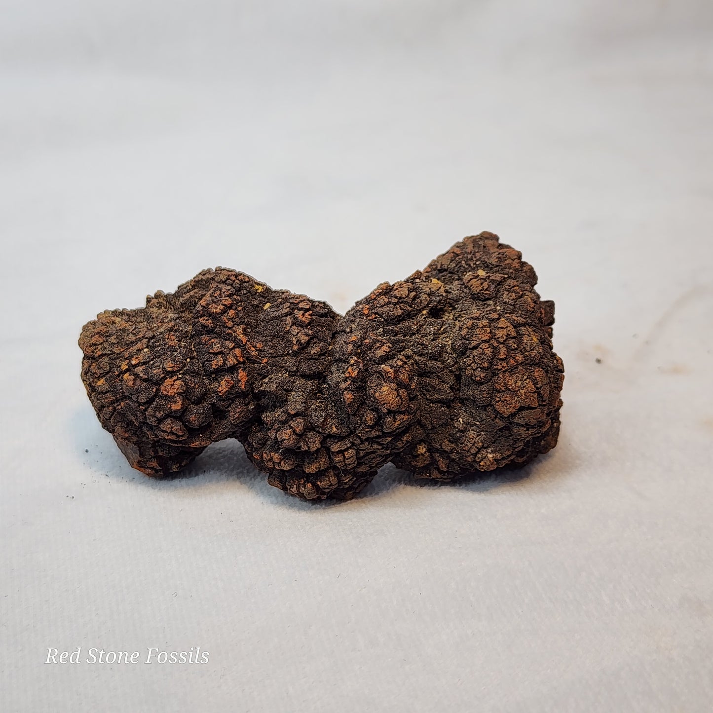 Fascinating Fossilized Feces (Coprolite)