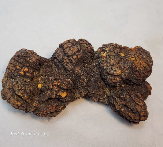 Fascinating Fossilized Feces (Coprolite)