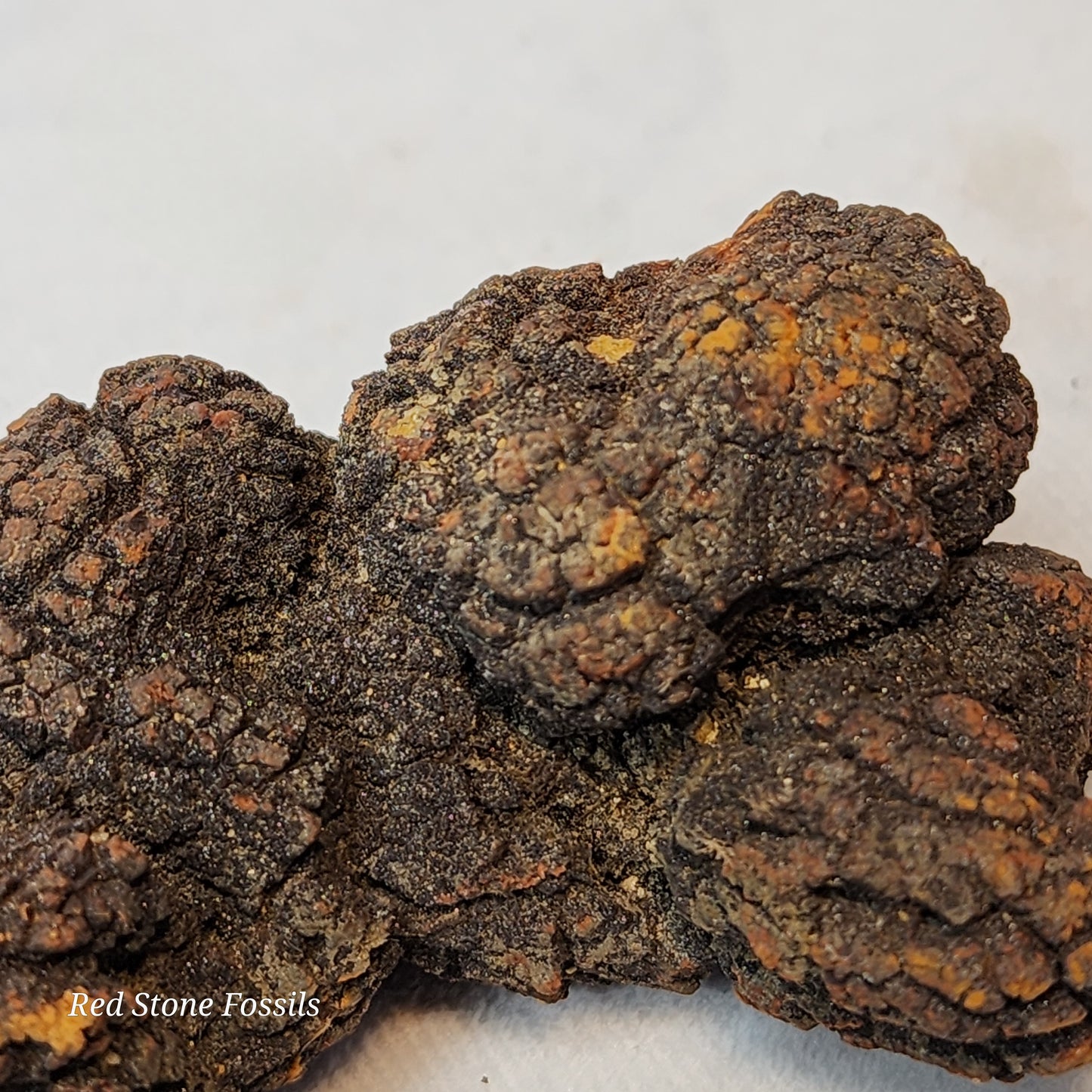Fascinating Fossilized Feces (Coprolite)