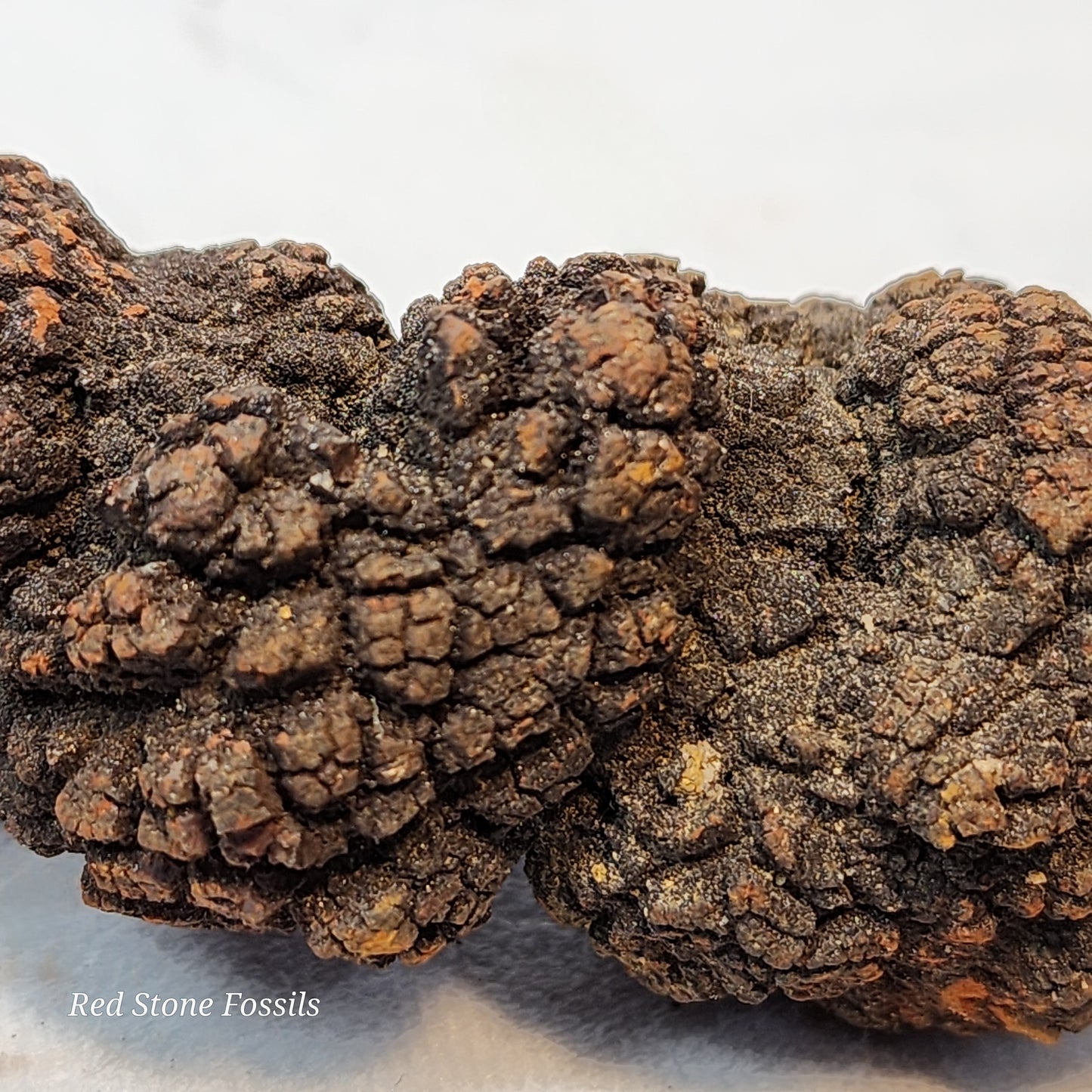 Fascinating Fossilized Feces (Coprolite)