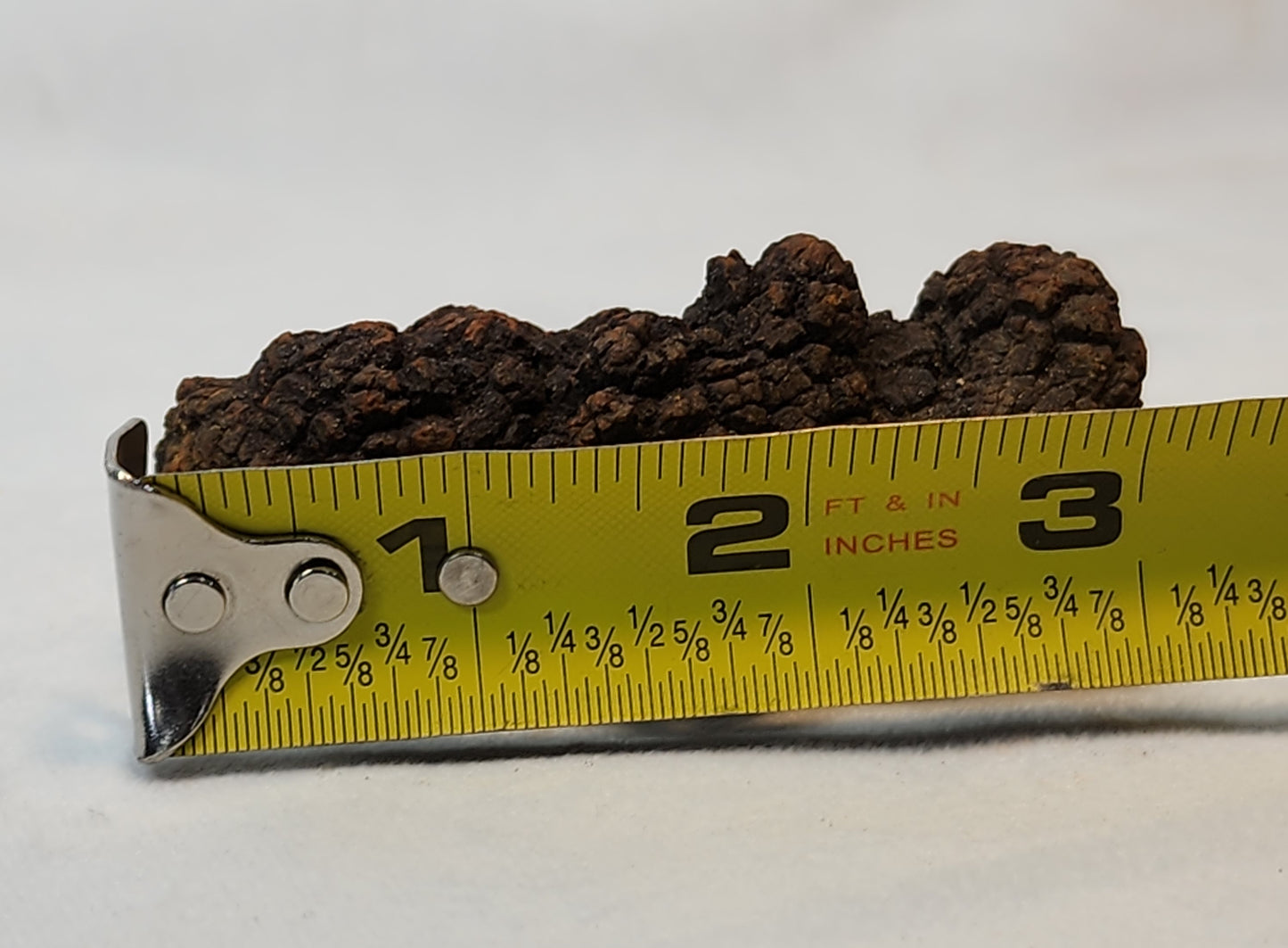 Fascinating Fossilized Feces (Coprolite)