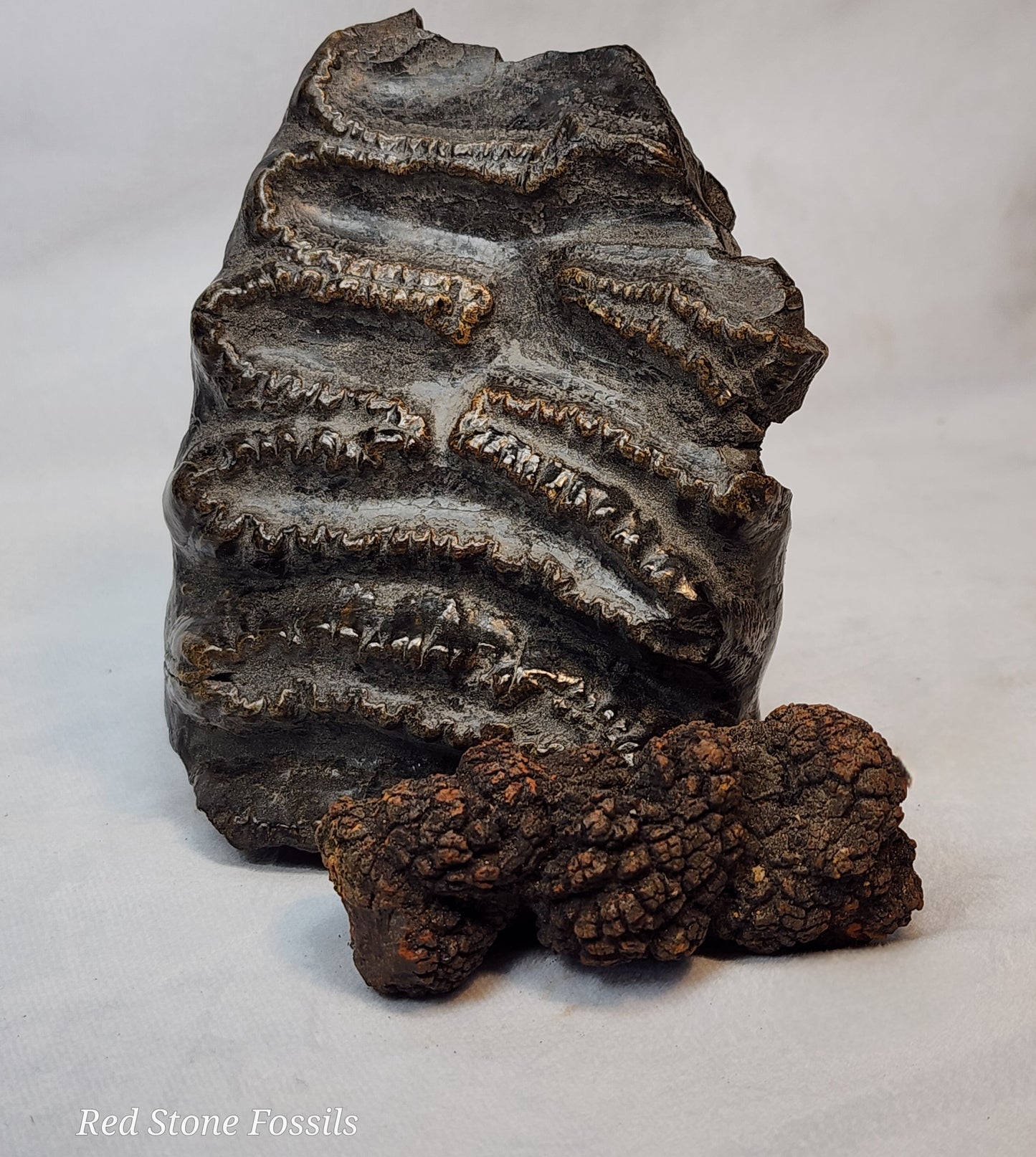 Fascinating Fossilized Feces (Coprolite)