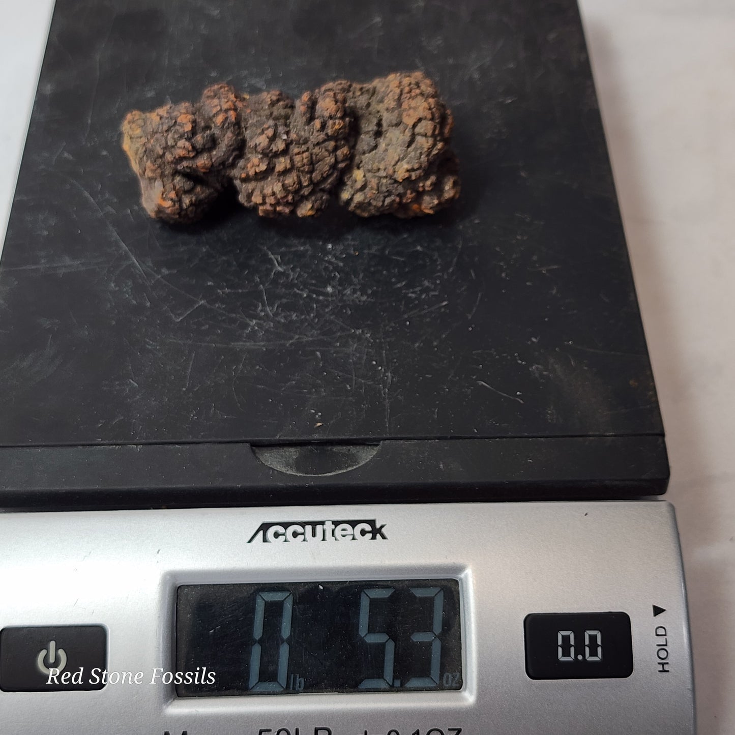 Fascinating Fossilized Feces (Coprolite)