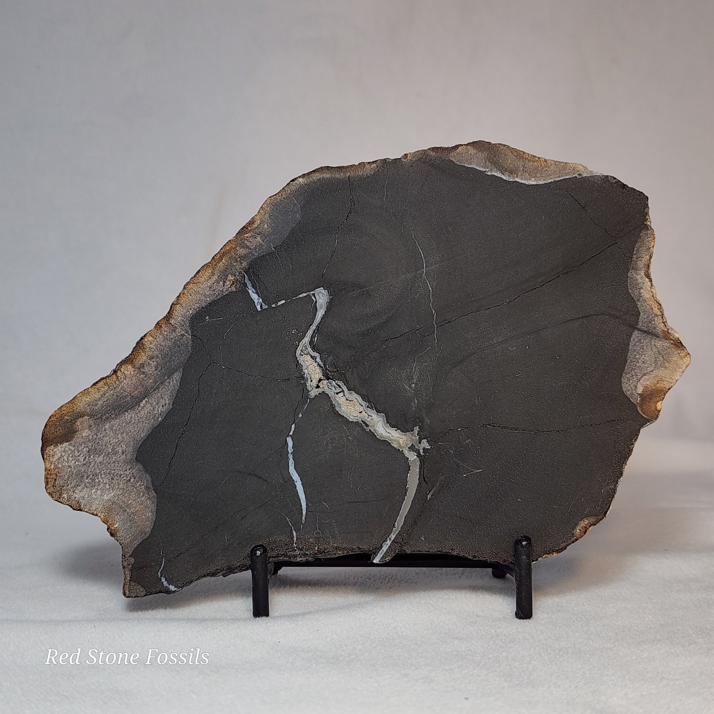 Pretty Petrified Wood Slice
