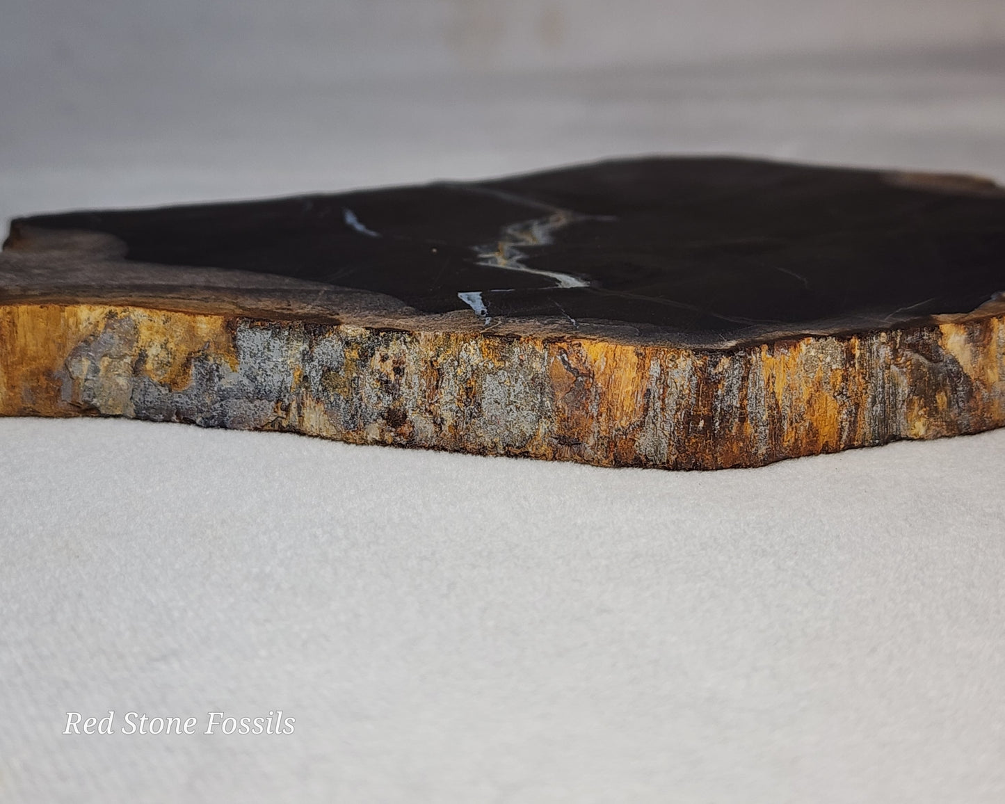 Pretty Petrified Wood Slice