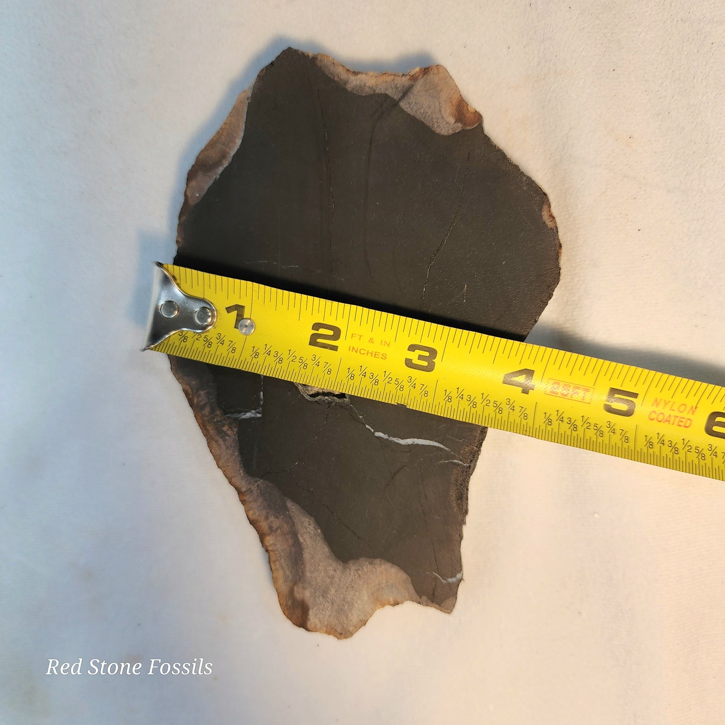 Pretty Petrified Wood Slice