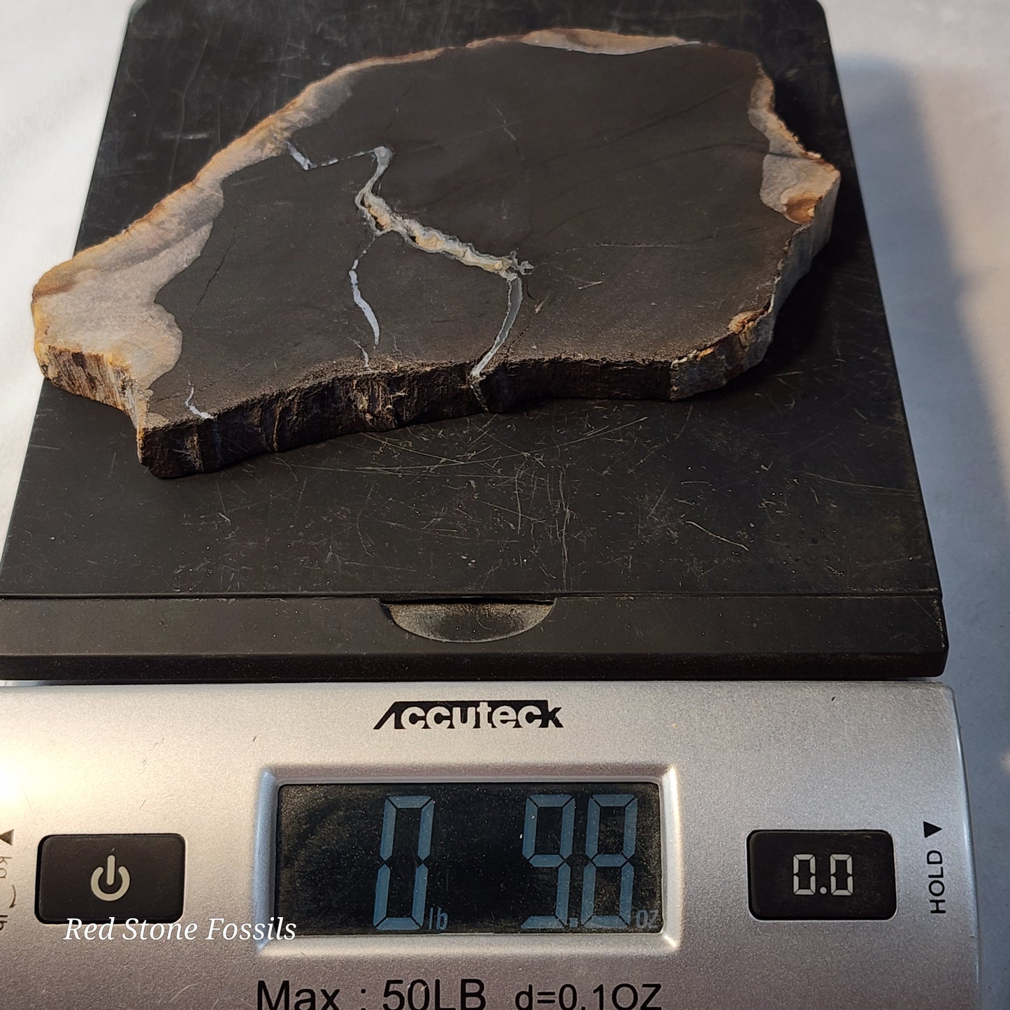 Pretty Petrified Wood Slice