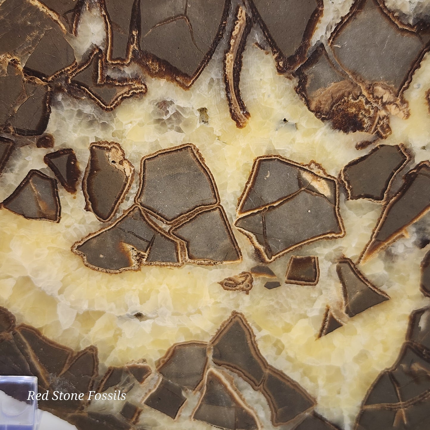 Spectacular Polished Septarian Nodule