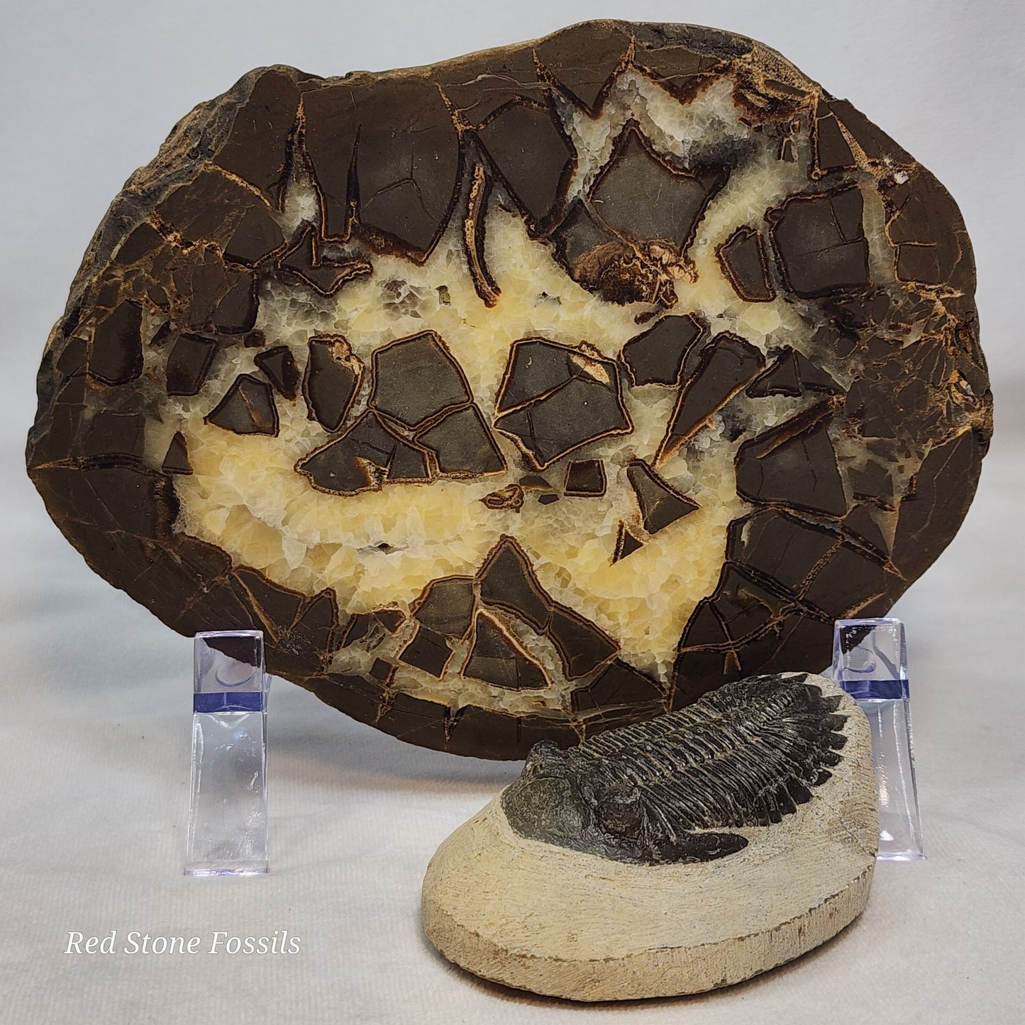 Spectacular Polished Septarian Nodule