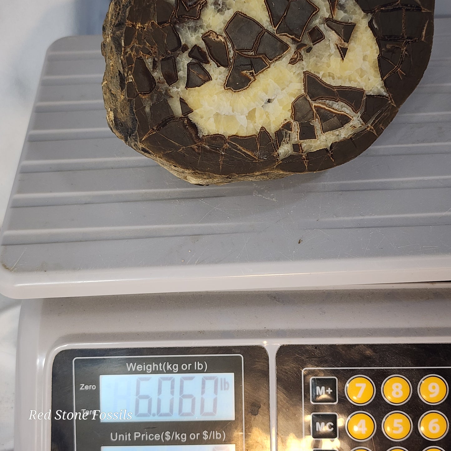 Spectacular Polished Septarian Nodule