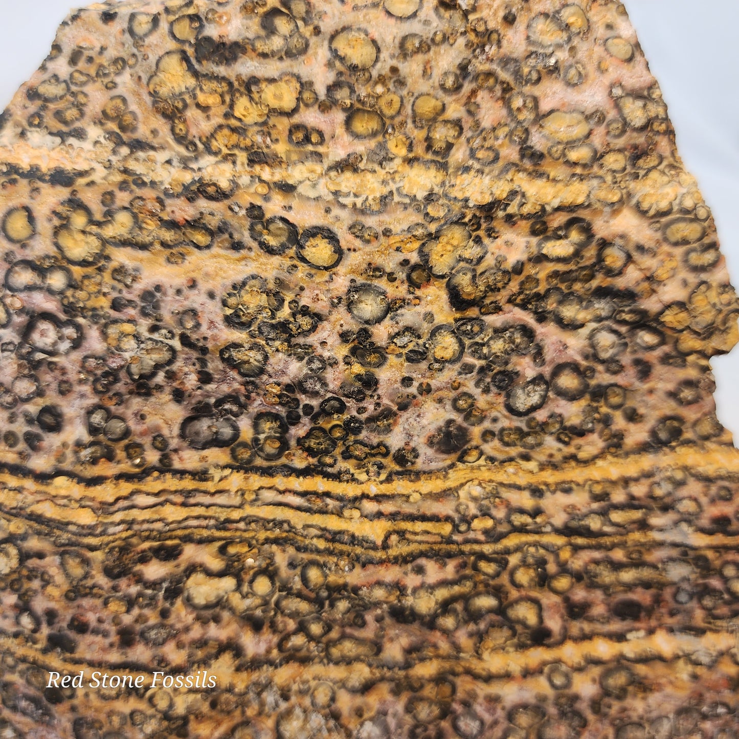 Leopard Skin Jasper Wedge