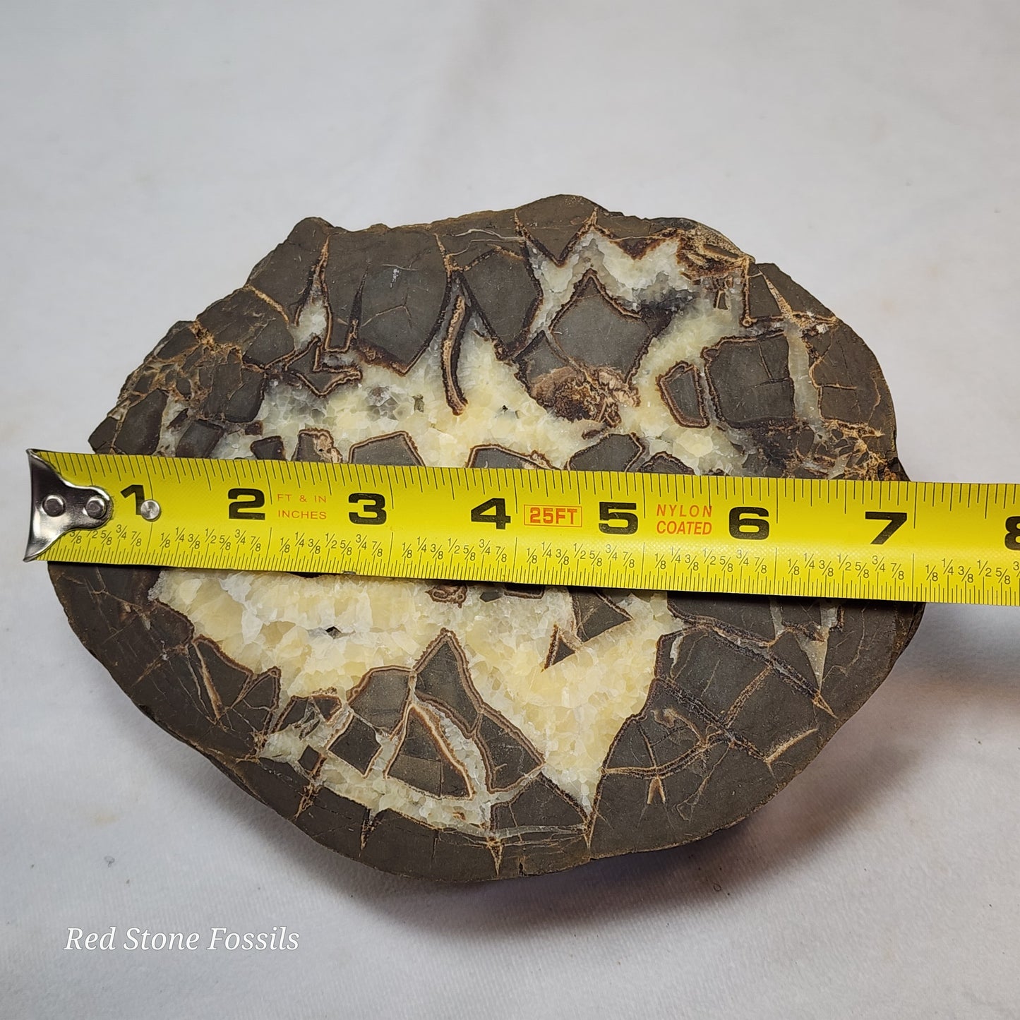 Spectacular Polished Septarian Nodule
