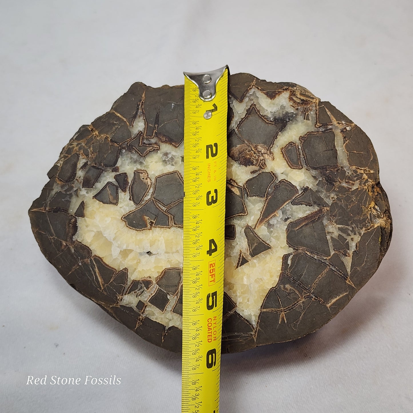 Spectacular Polished Septarian Nodule