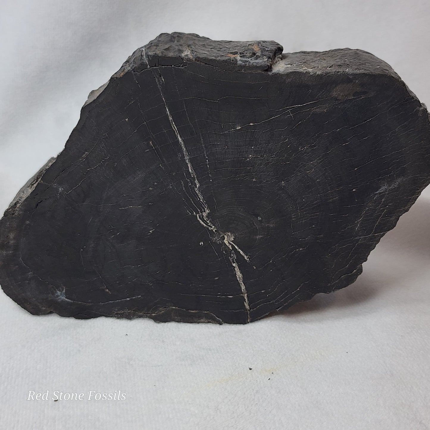 Jet Black Petrified Wood Slab