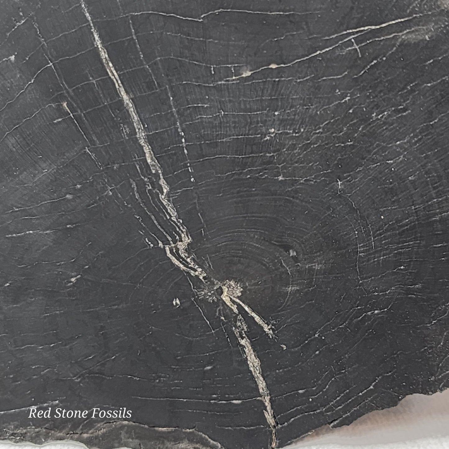 Jet Black Petrified Wood Slab