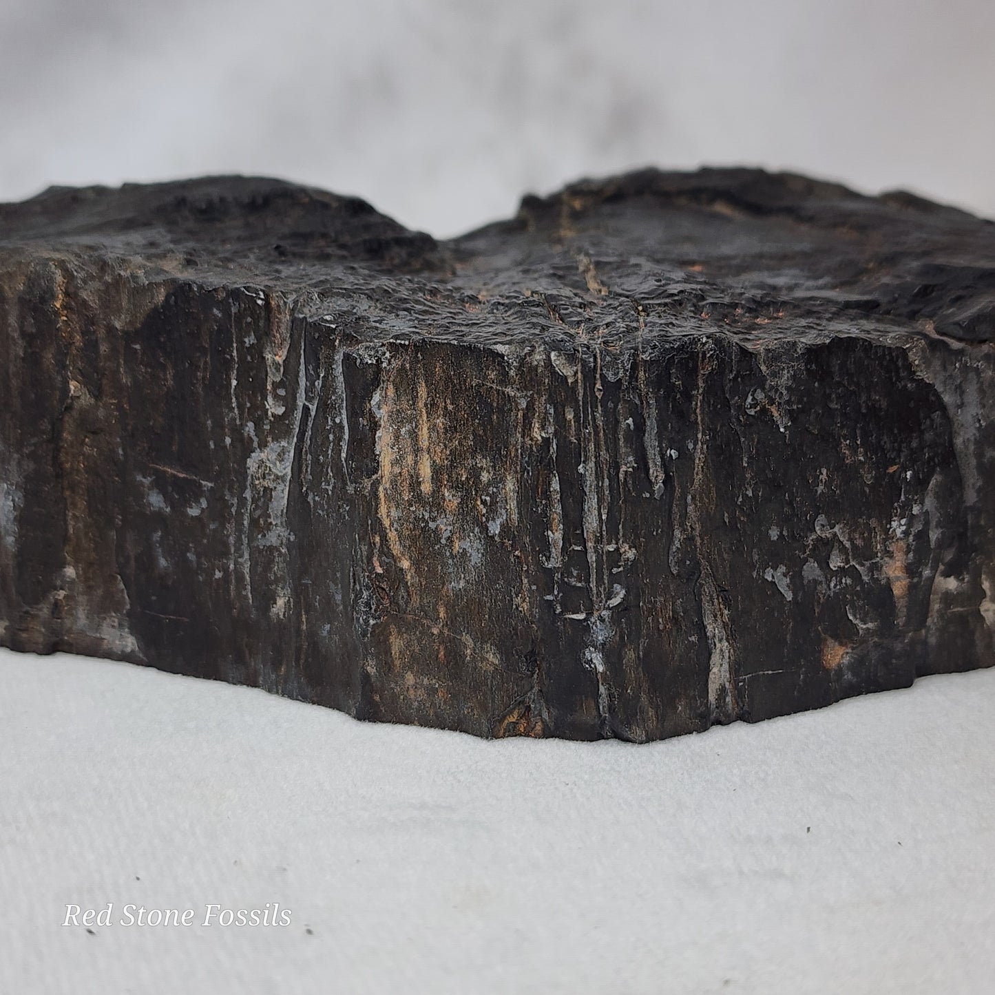 Jet Black Petrified Wood Slab