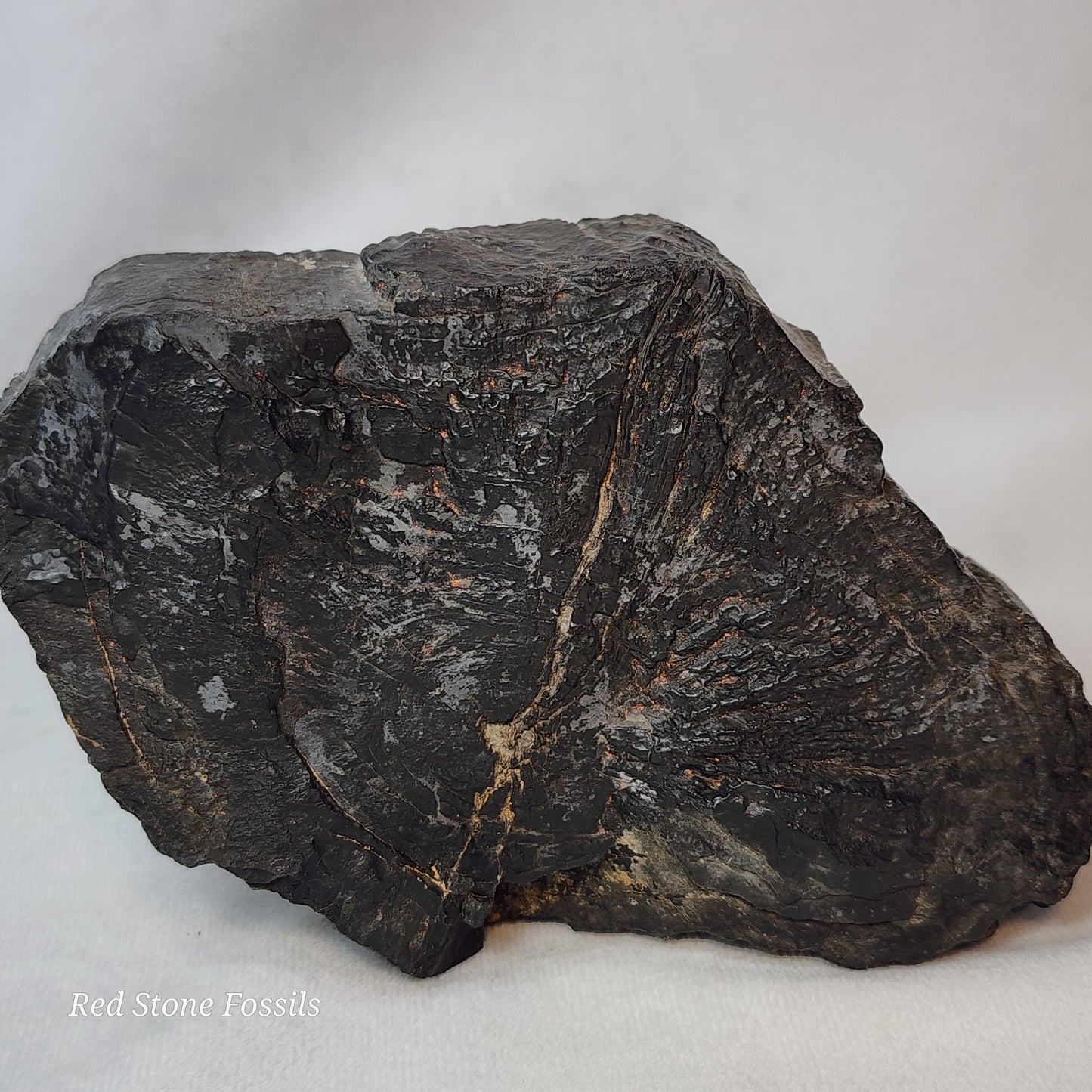 Jet Black Petrified Wood Slab