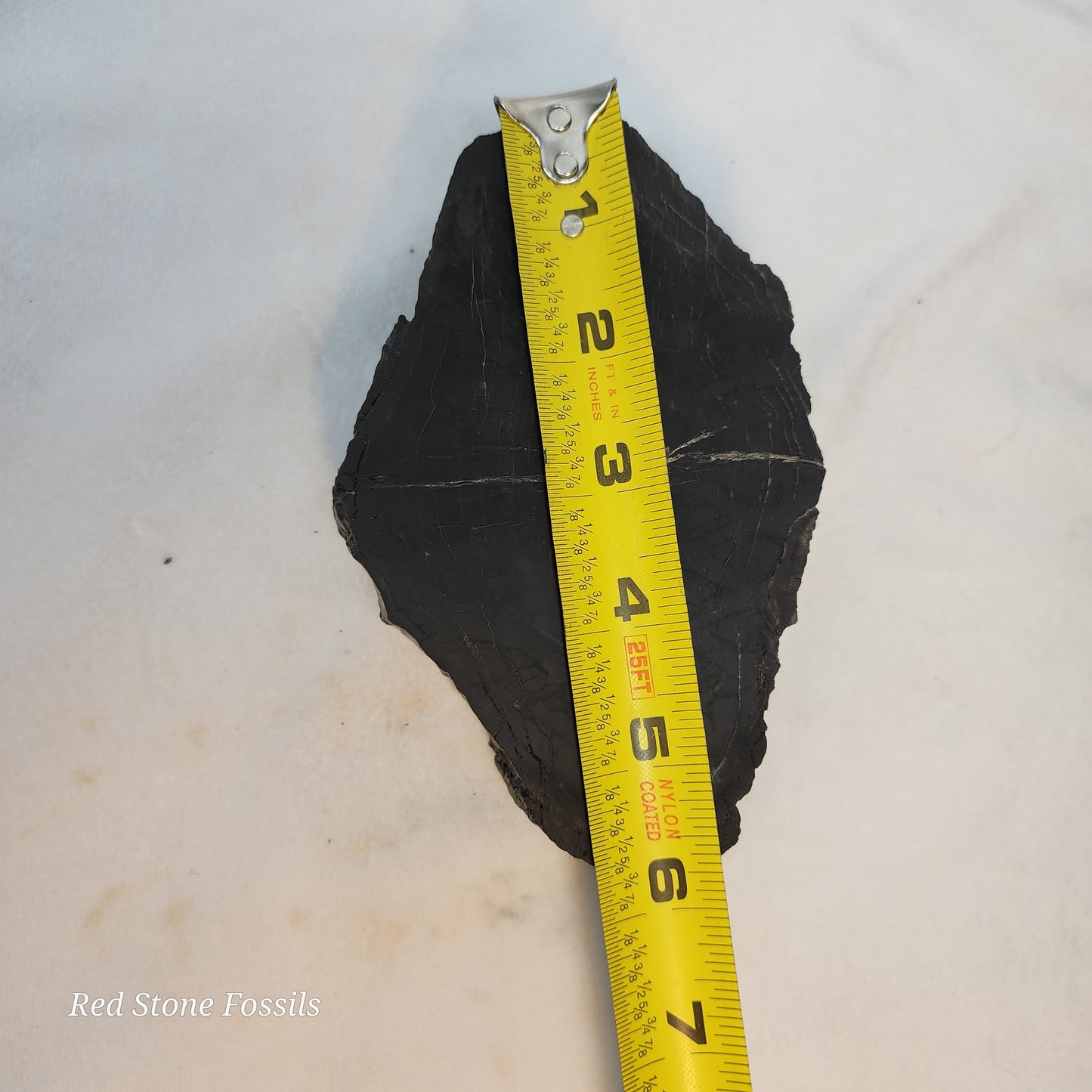 Jet Black Petrified Wood Slab