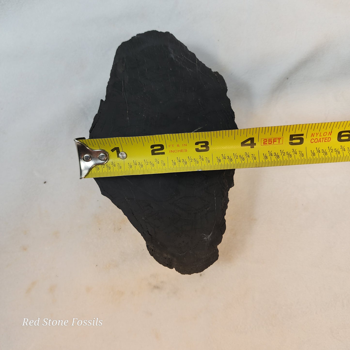 Jet Black Petrified Wood Slab