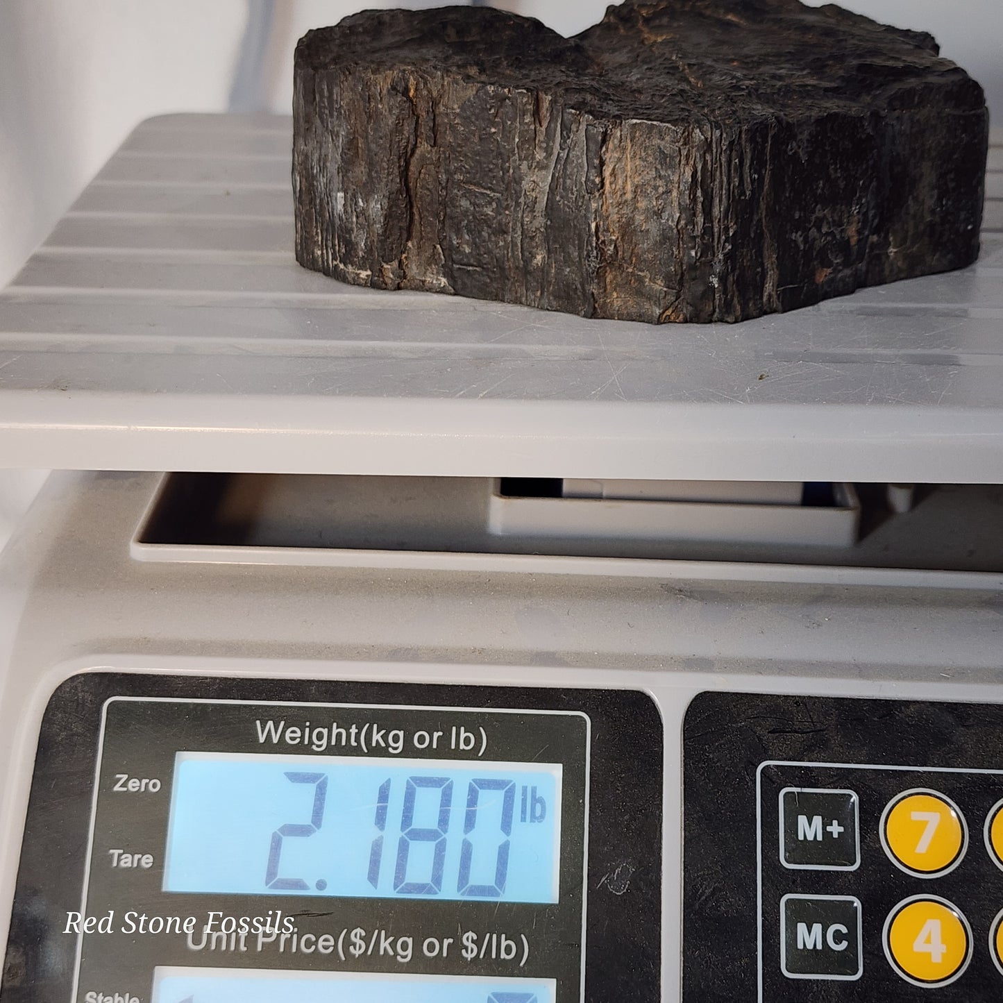 Jet Black Petrified Wood Slab