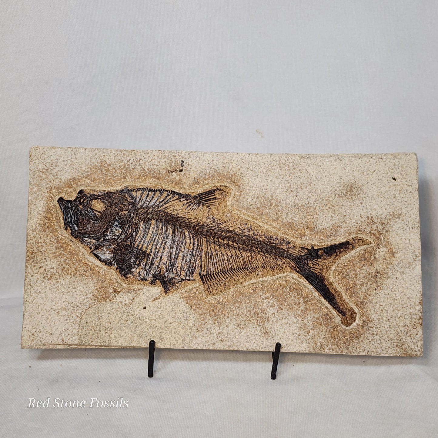 Diplomystus Dentatus from Green River Formation