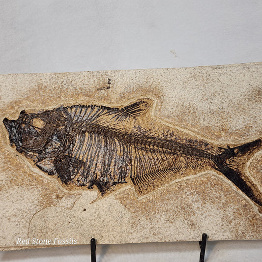 Diplomystus Dentatus from Green River Formation