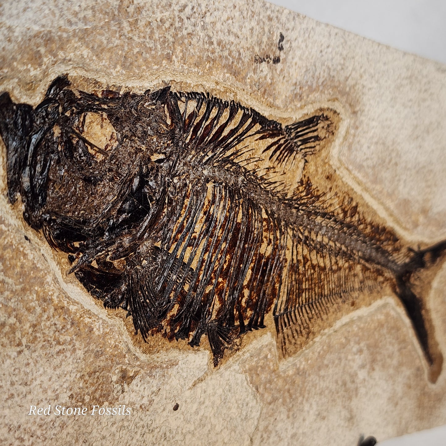 Diplomystus Dentatus from Green River Formation