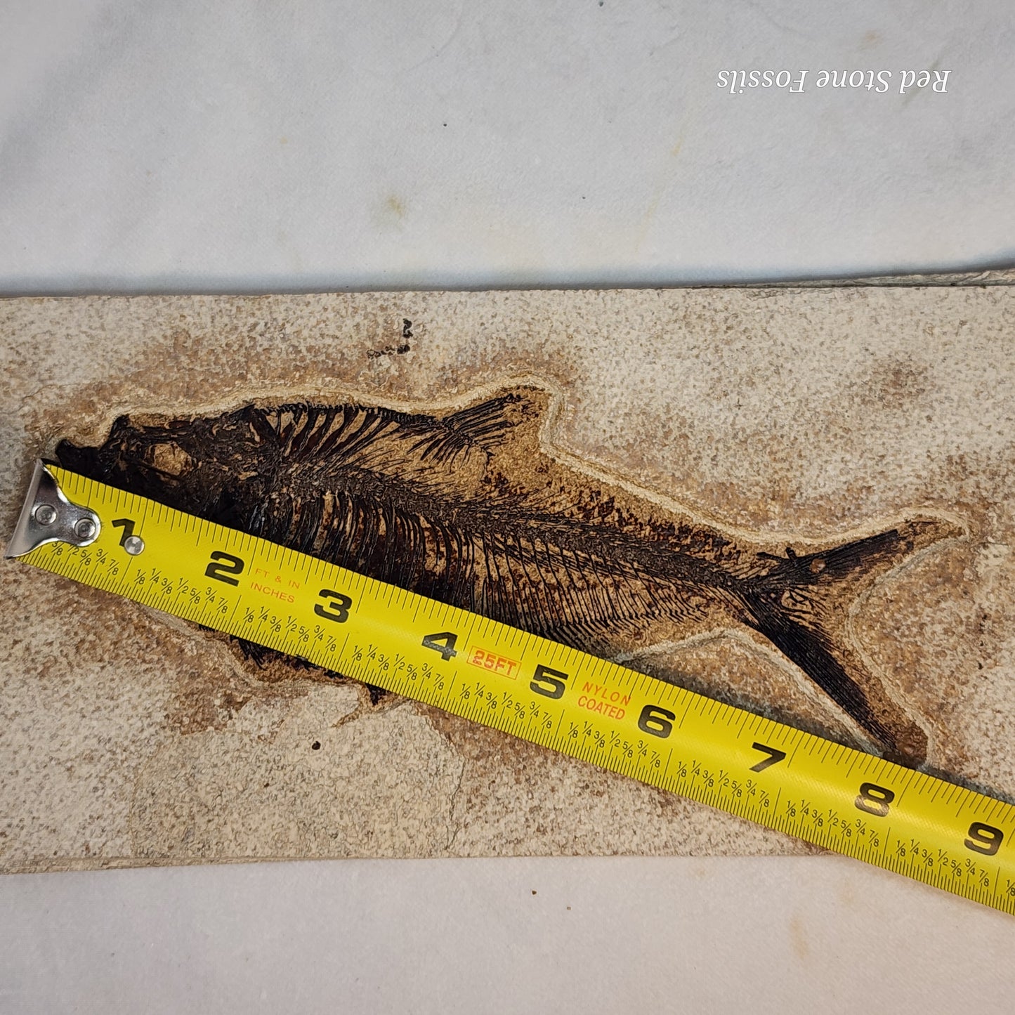 Diplomystus Dentatus from Green River Formation