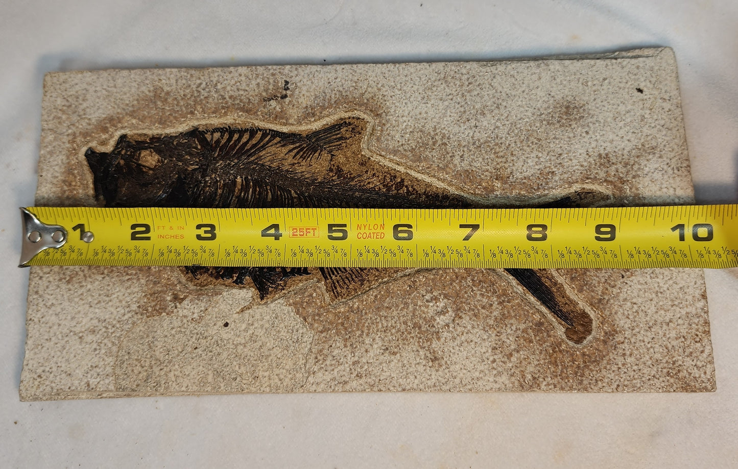 Diplomystus Dentatus from Green River Formation