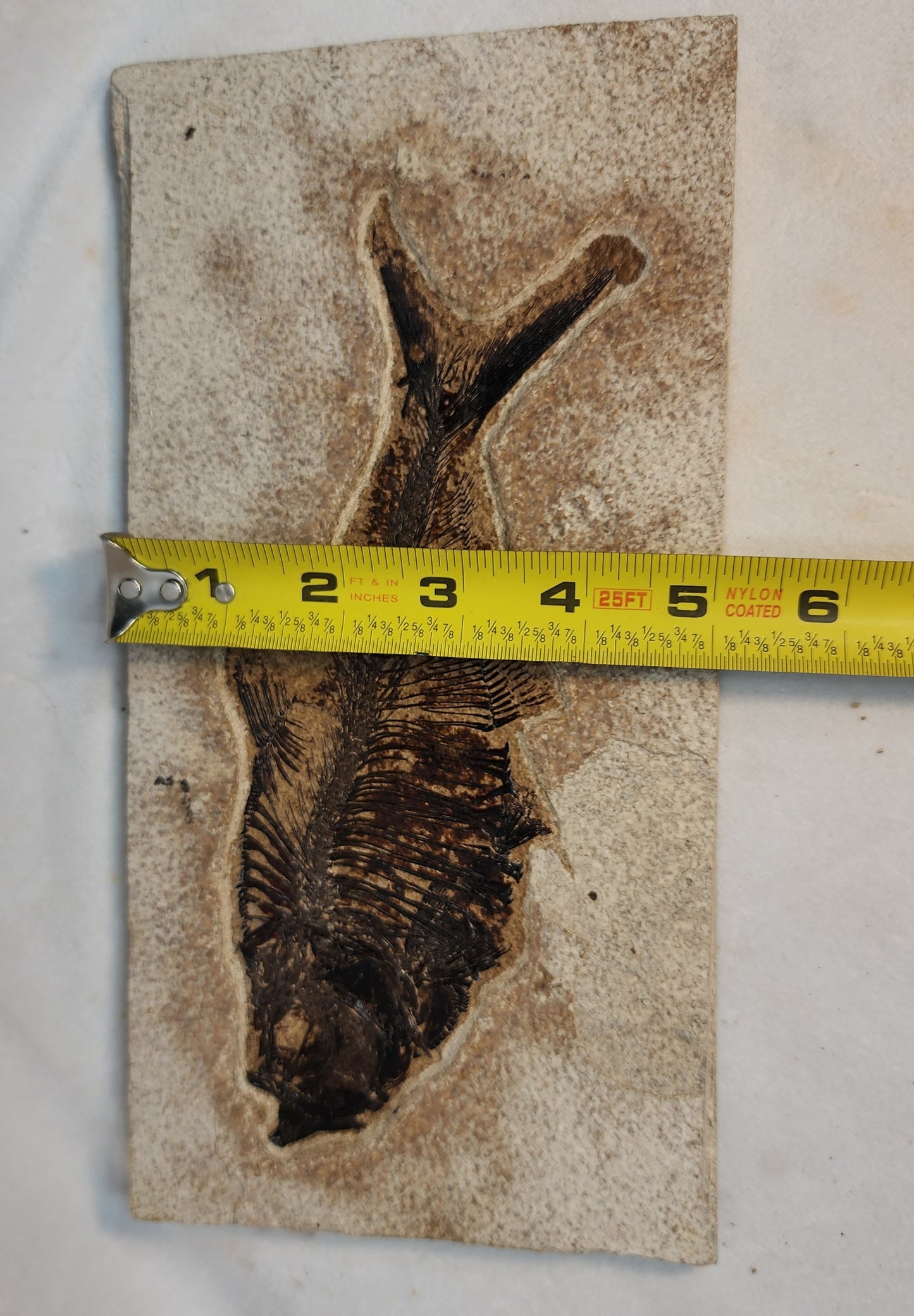 Diplomystus Dentatus from Green River Formation
