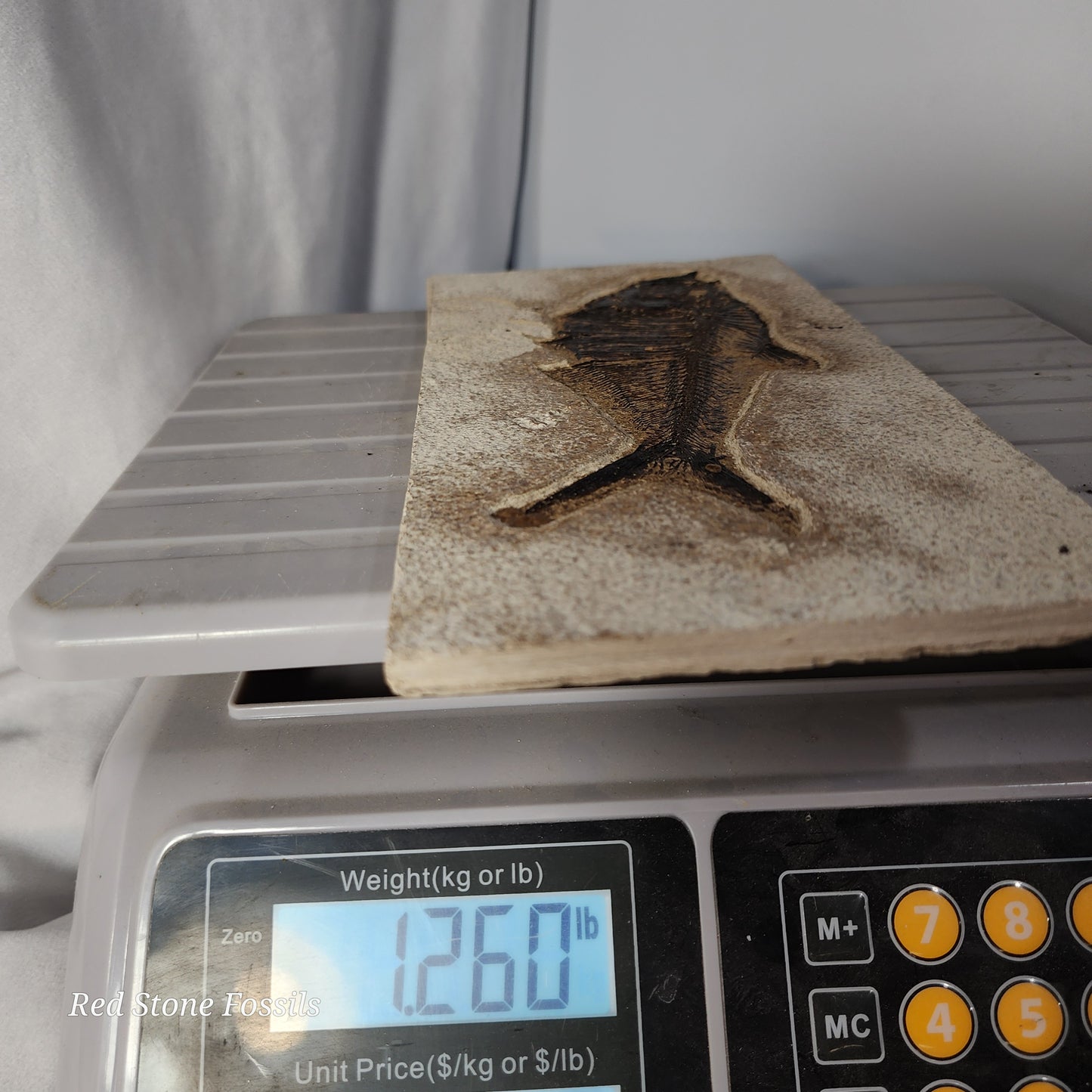 Diplomystus Dentatus from Green River Formation