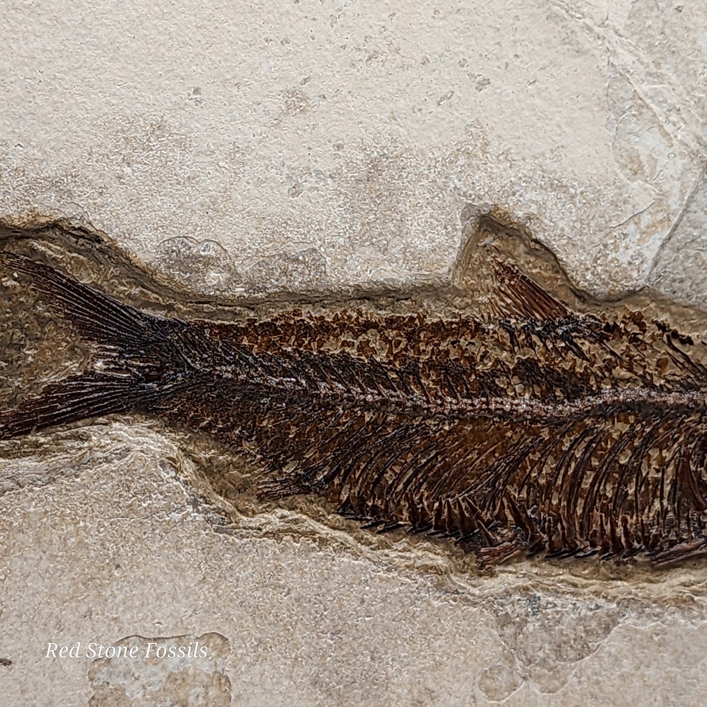 Well Preserved Knightia Fish Plate