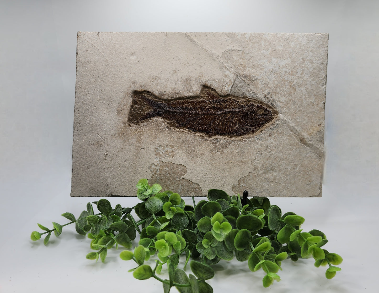 Well Preserved Knightia Fish Plate