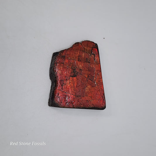 Fiery Orange Ammolite