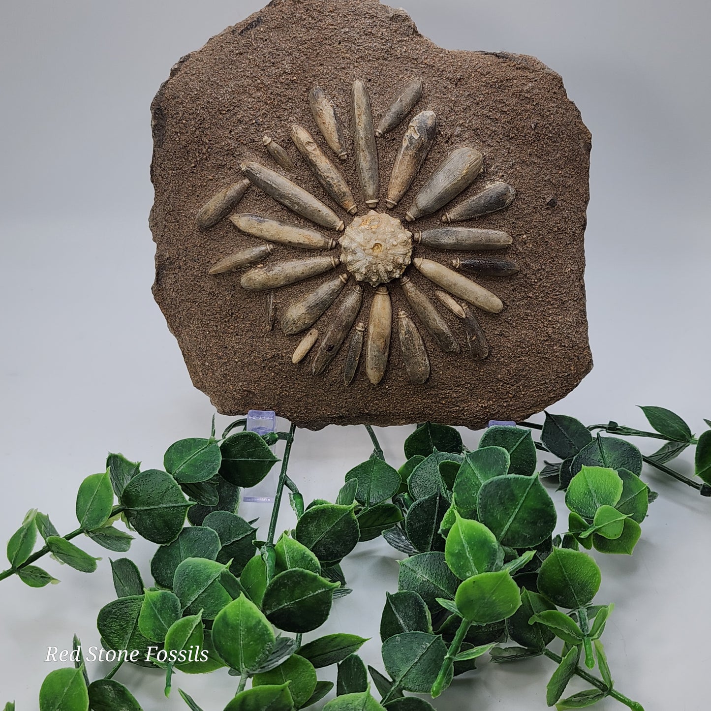 Sea Urchin from Morocco