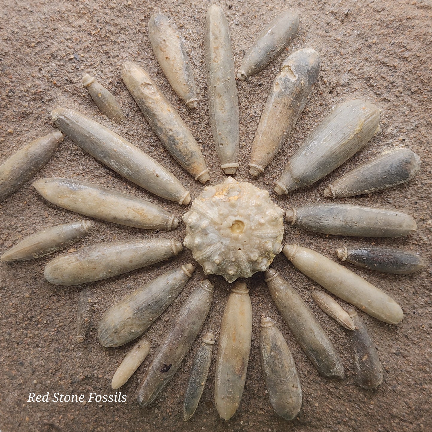 Sea Urchin from Morocco