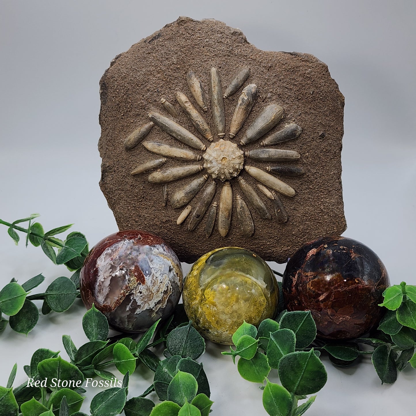 Sea Urchin from Morocco