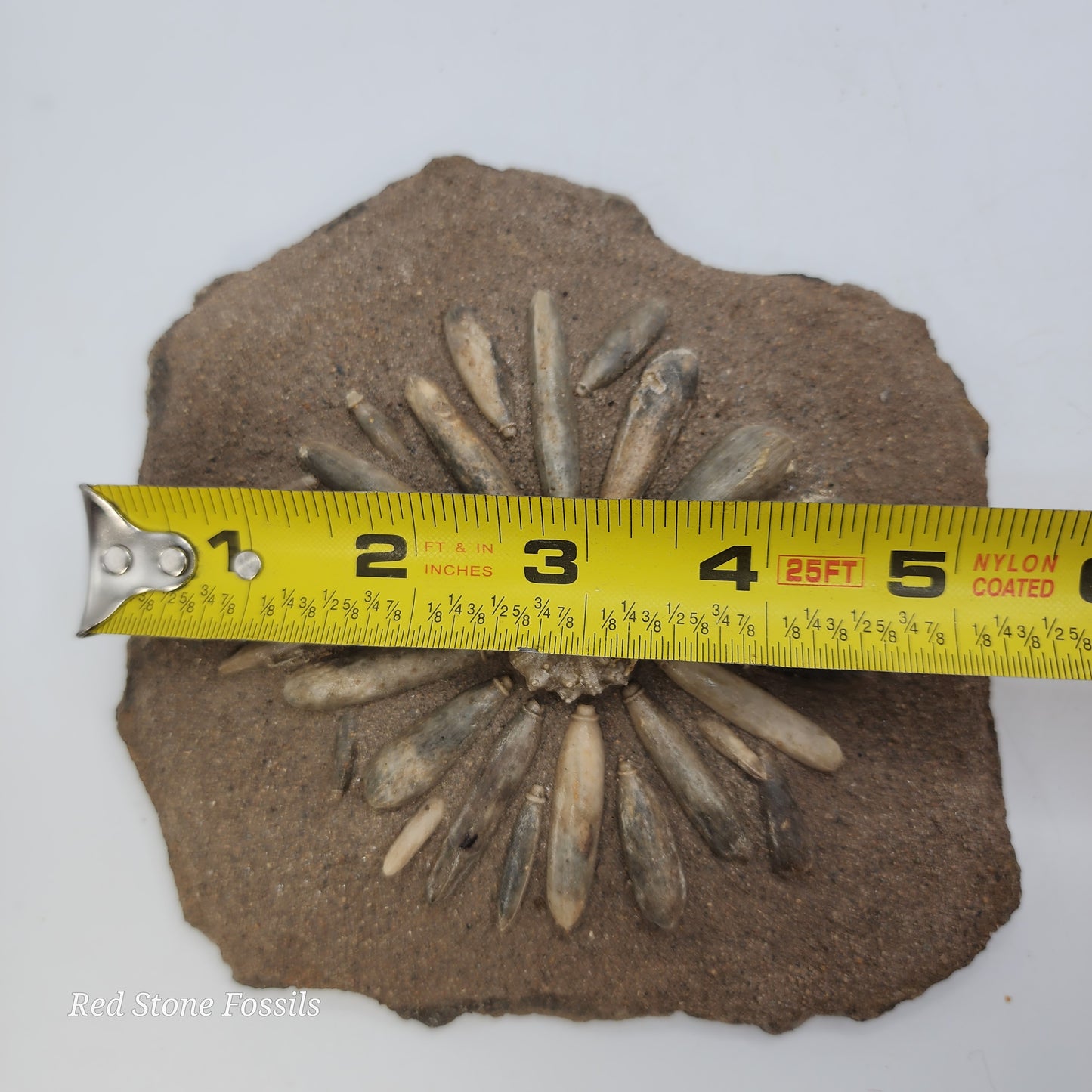 Sea Urchin from Morocco