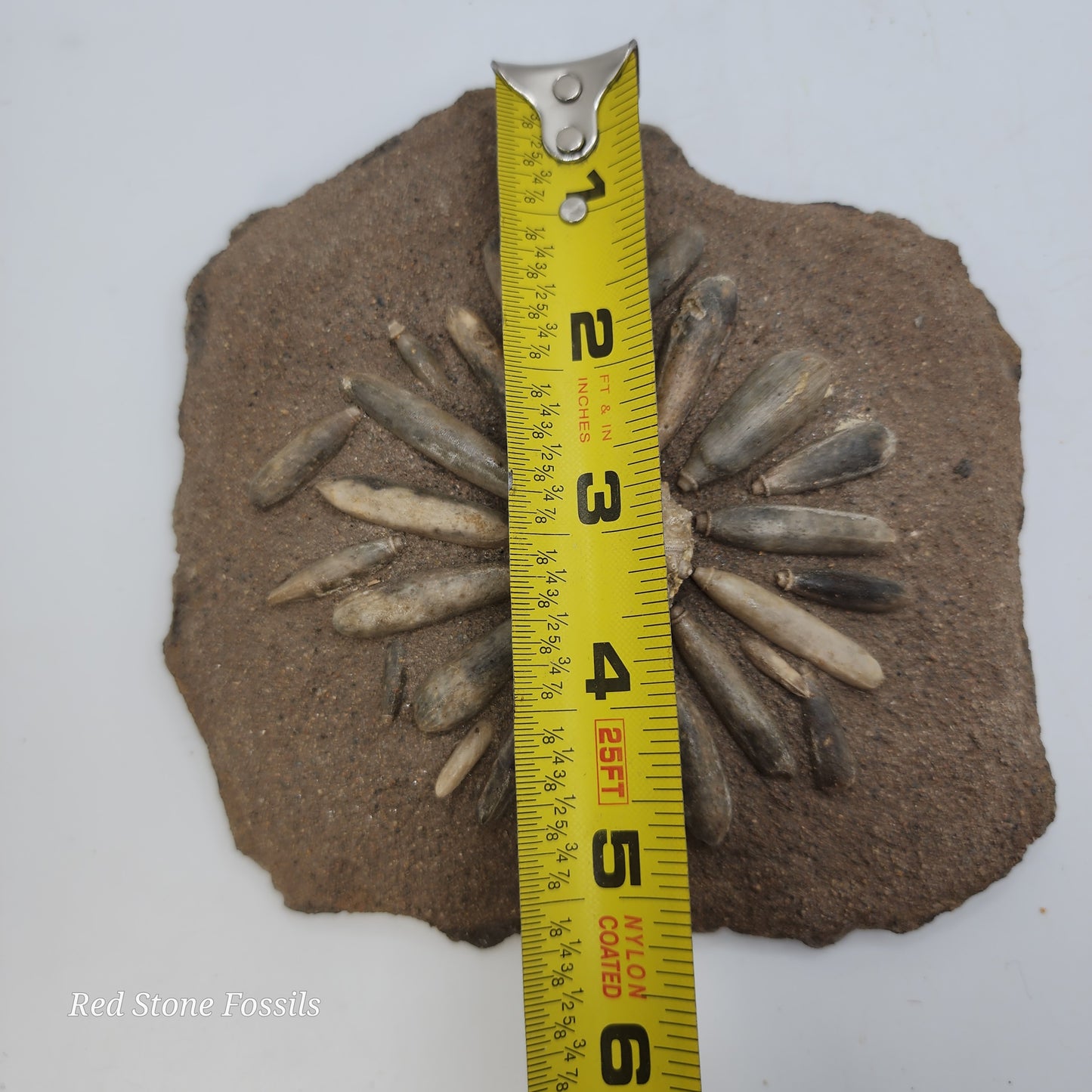 Sea Urchin from Morocco