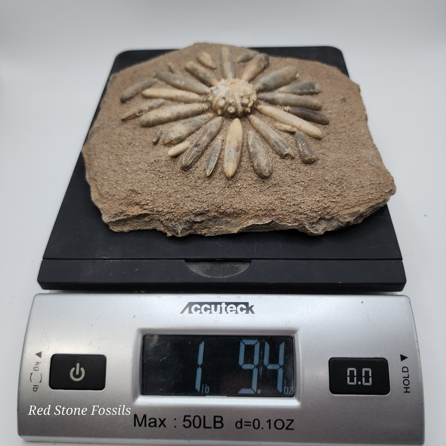 Sea Urchin from Morocco