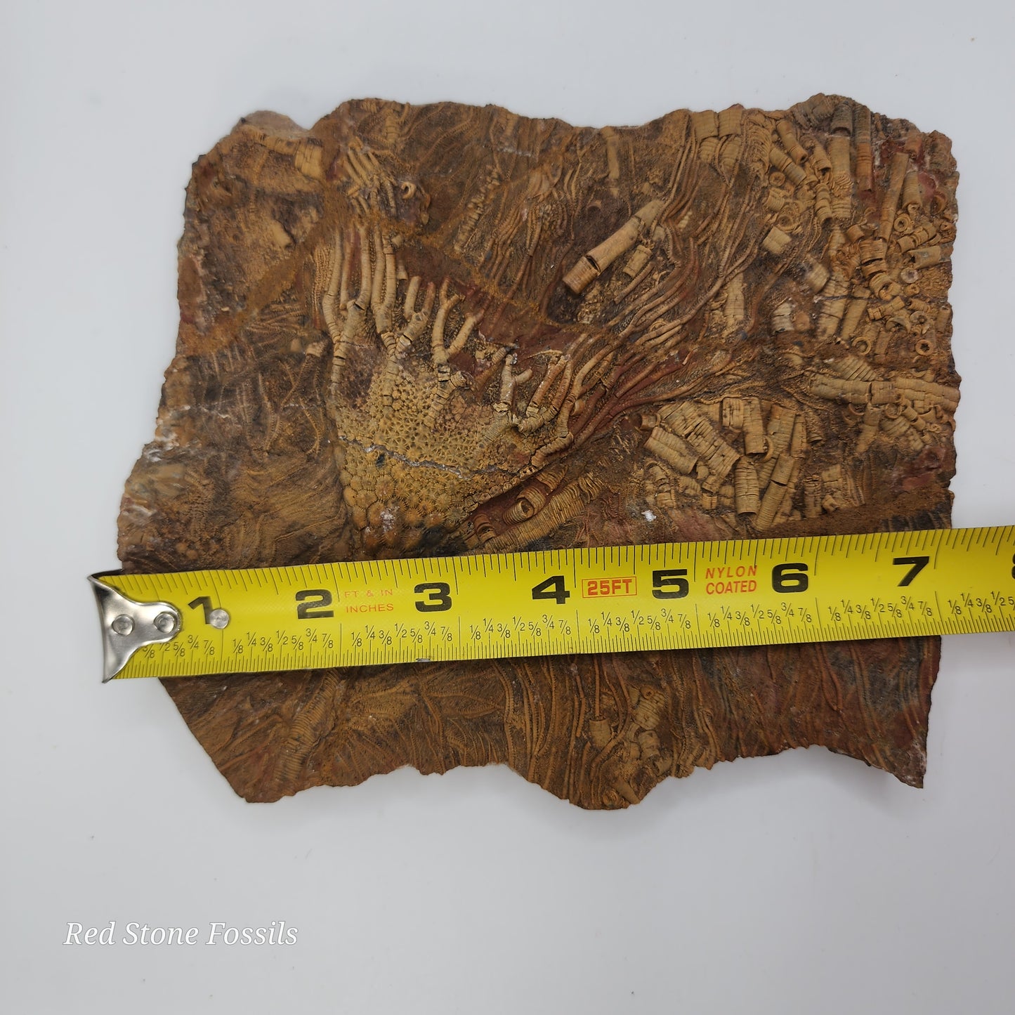 Perfect Crinoid Plate