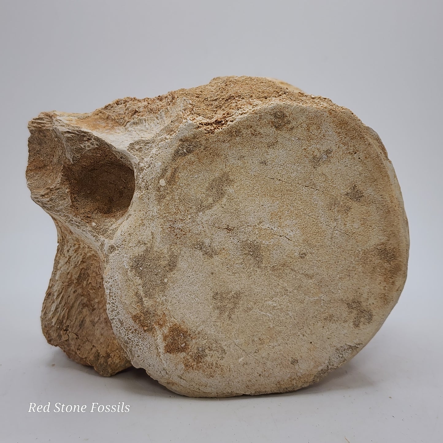 Preserved Vertebrae
