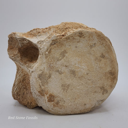 Preserved Vertebrae