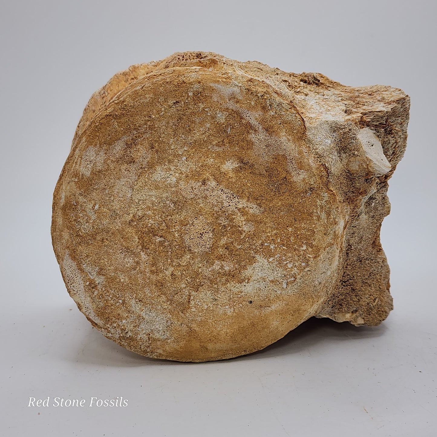 Preserved Vertebrae