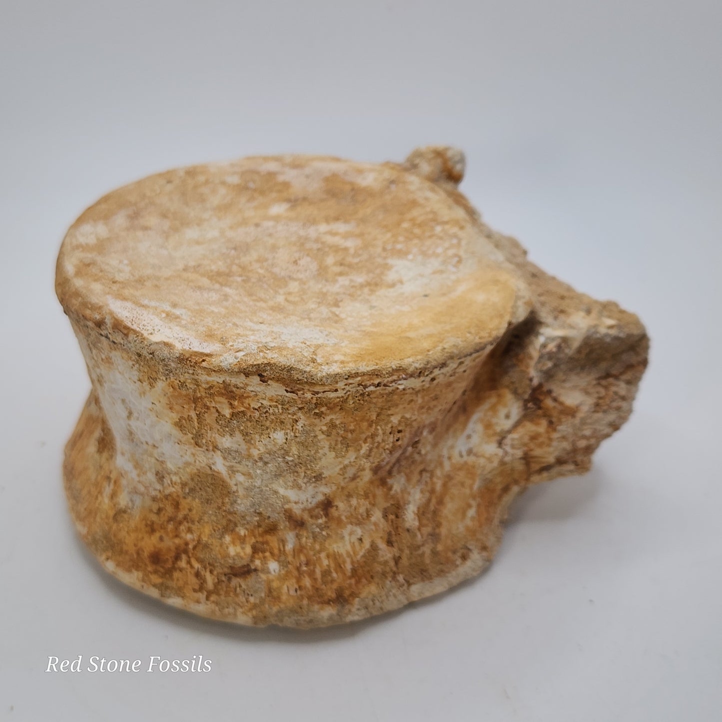 Preserved Vertebrae