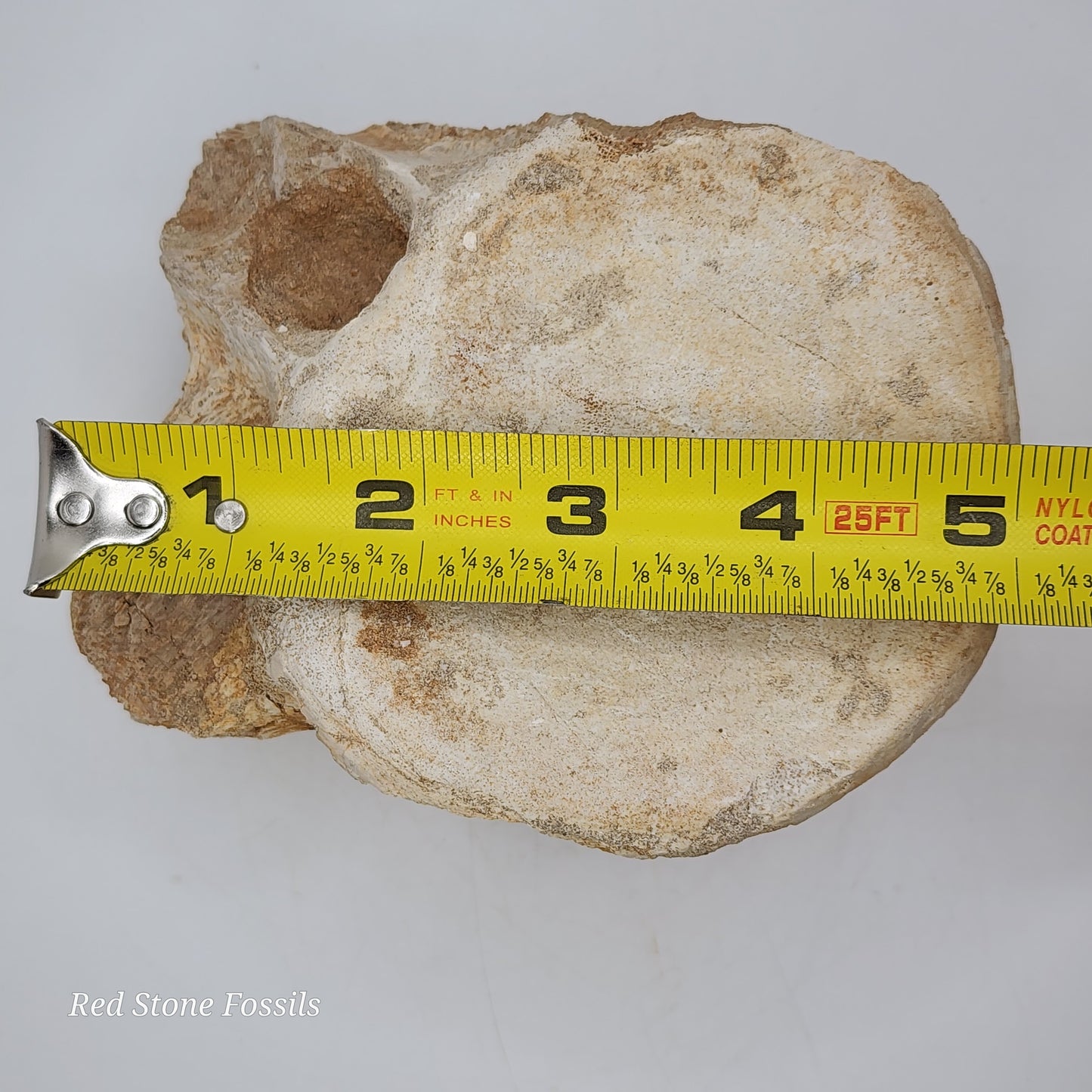 Preserved Vertebrae