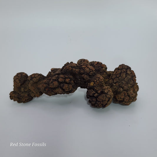 Coprolite! Fantastic Fossilized Feces