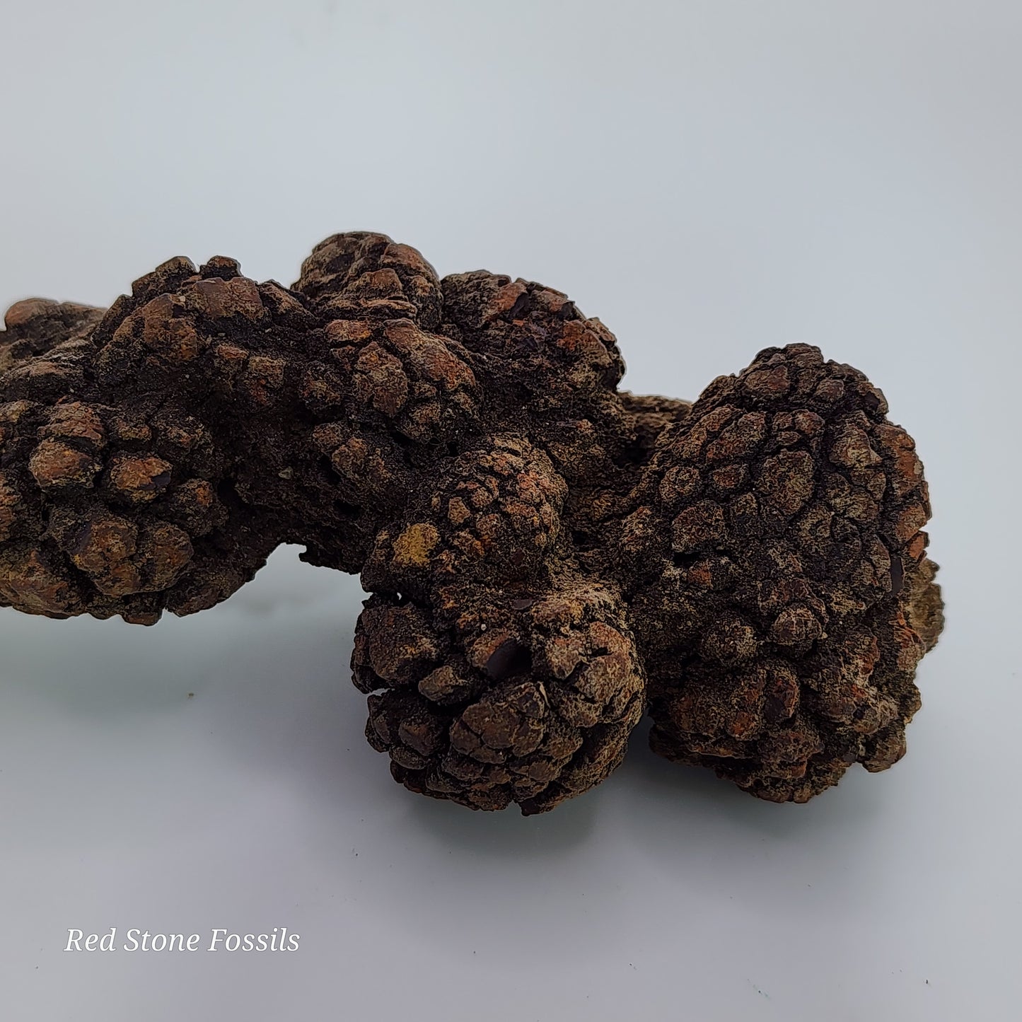 Coprolite! Fantastic Fossilized Feces