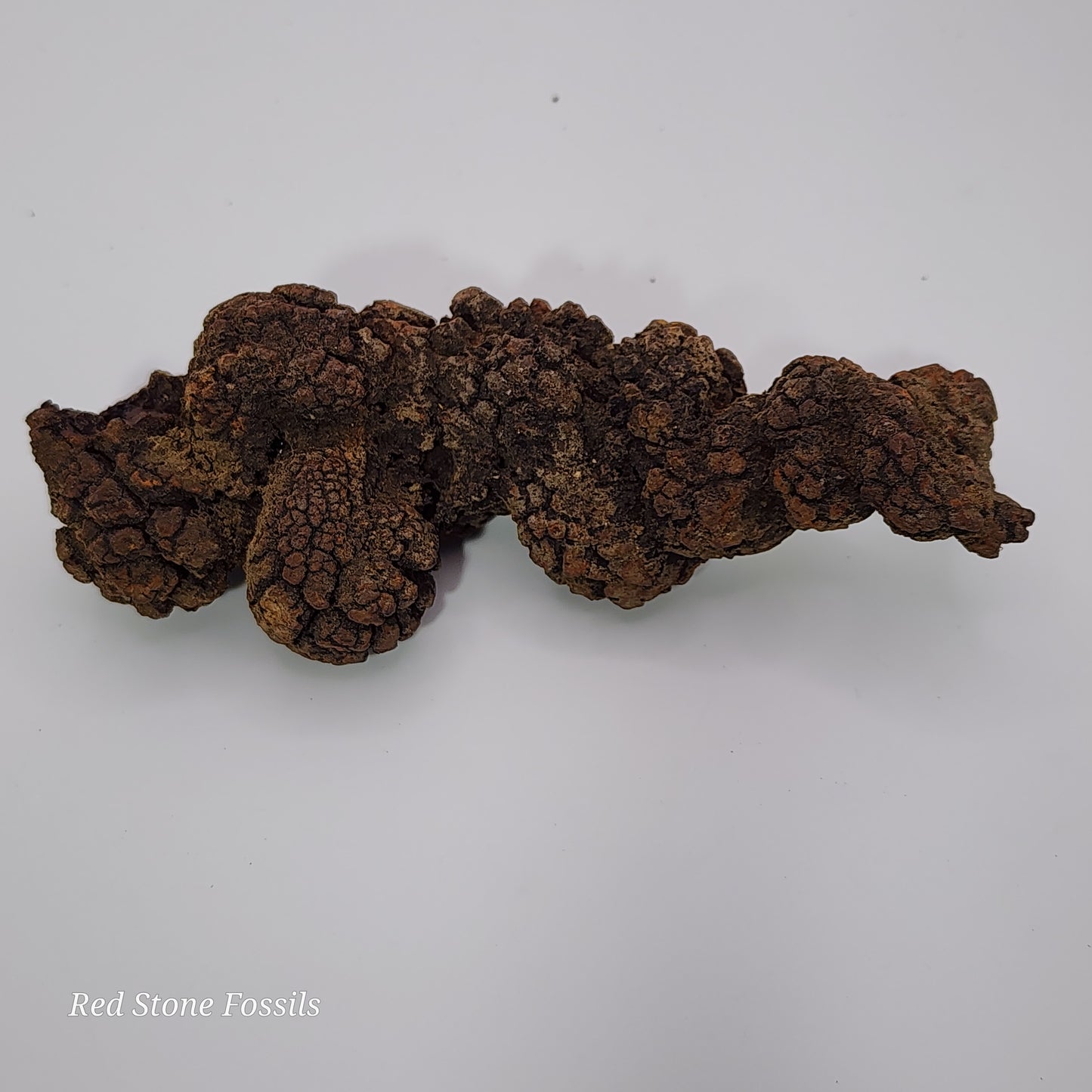 Coprolite! Fantastic Fossilized Feces