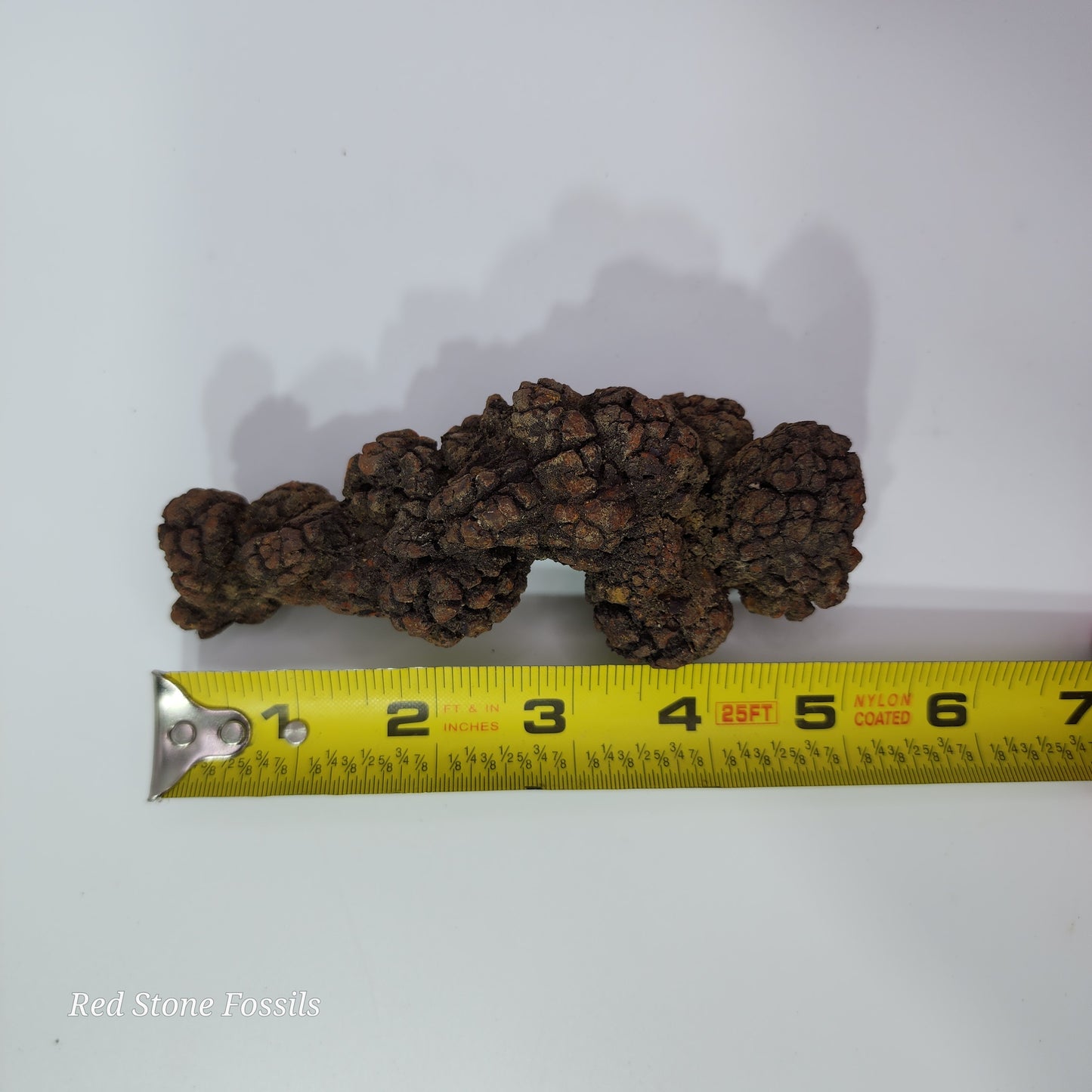 Coprolite! Fantastic Fossilized Feces